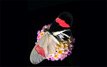 A longwing butterfly rests on a <em>Lantana</em> flower